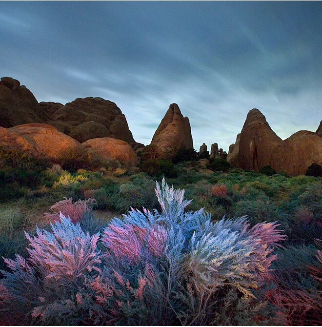 images of arches national park at dusk with a colorful plant in the foreground
