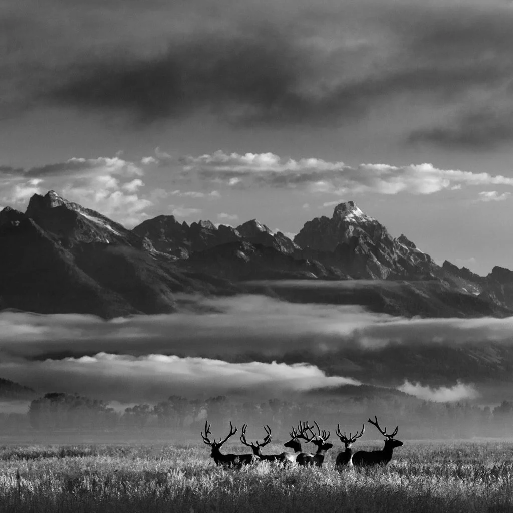 image of grand teton national park with elk in the foreground