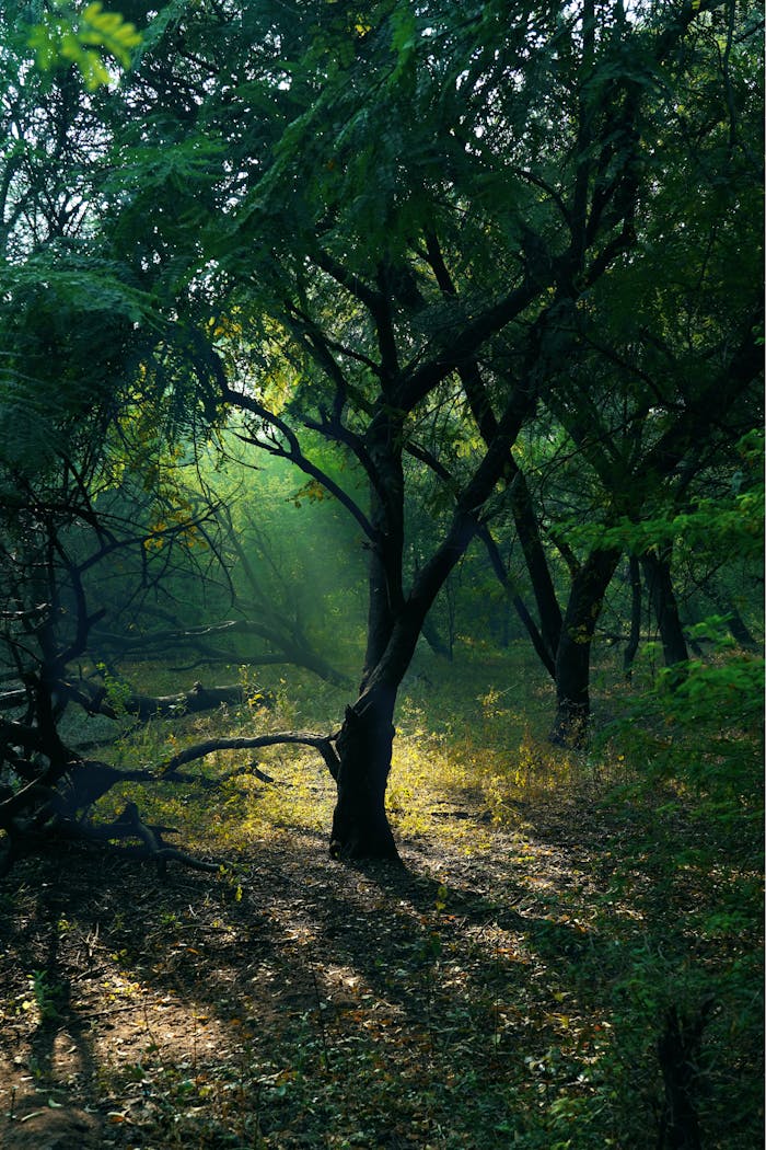 A serene view of a forest with sunlight filtering through trees in Gujarat, India.